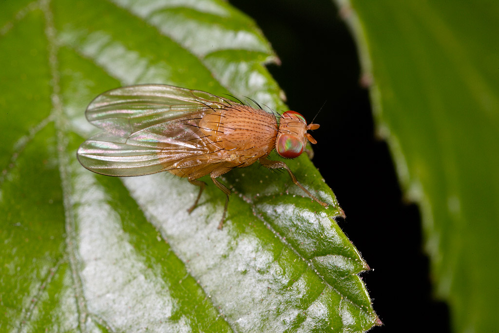 Piccola mosca gialla: possibile Lauxanidae.